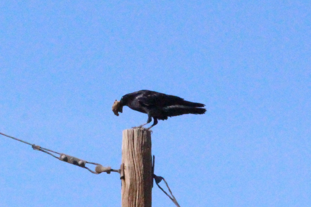 Common Raven - ML644560180