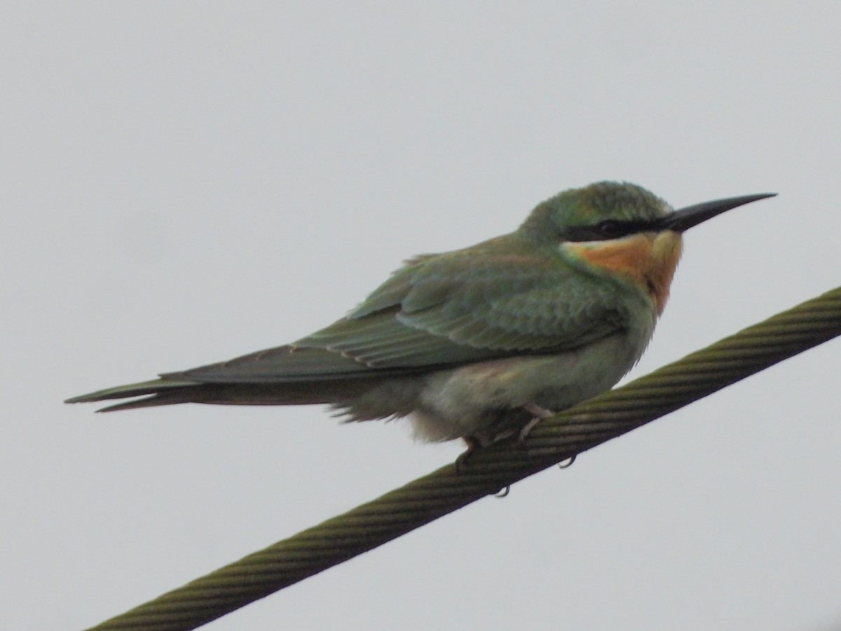 vlha modrolící - ML644560181