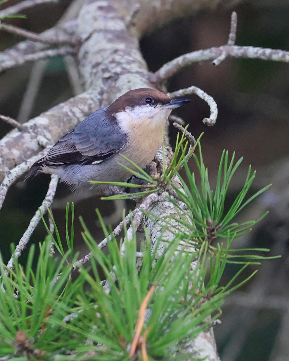 Brown-headed Nuthatch - ML644560190