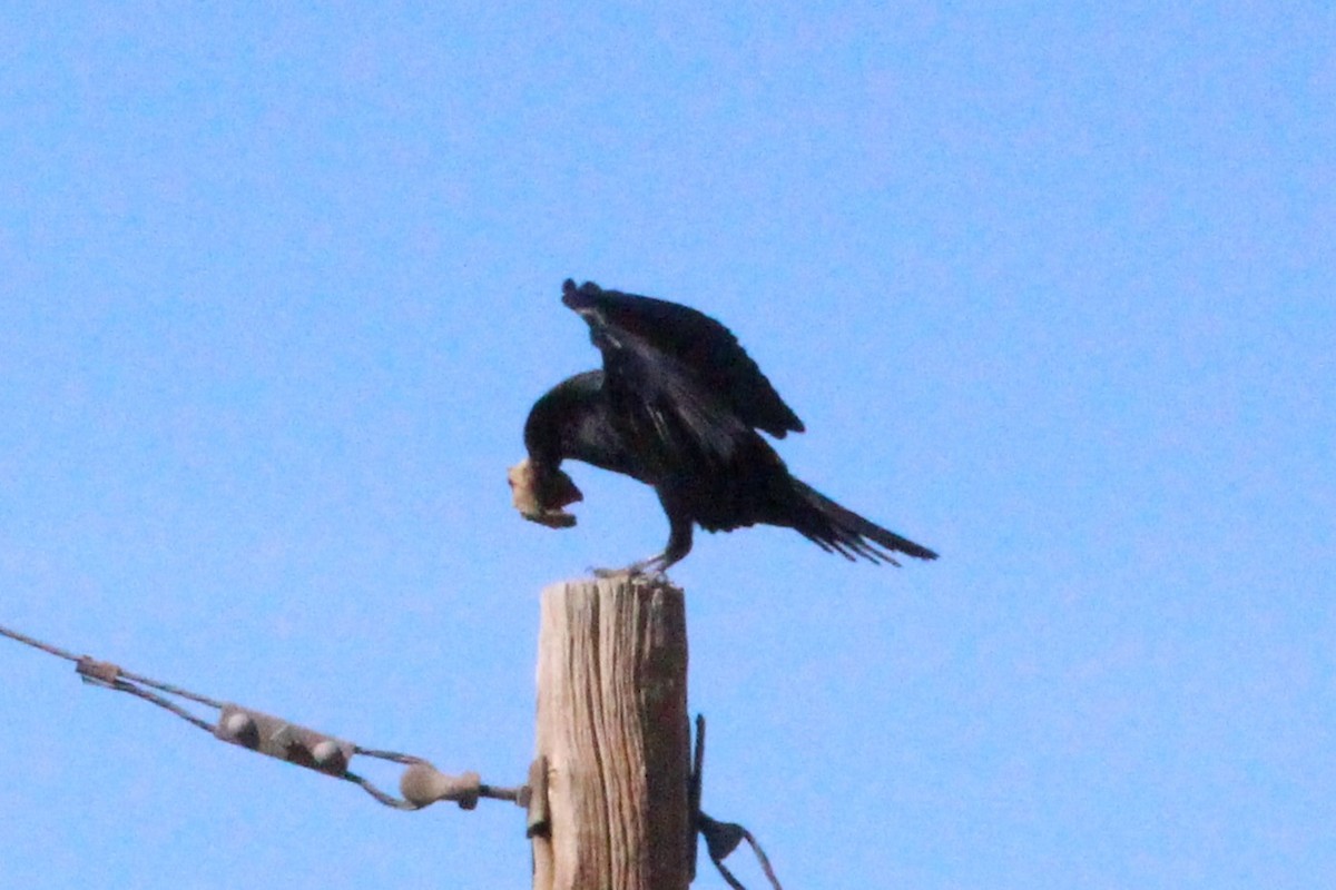 Common Raven - ML644560191