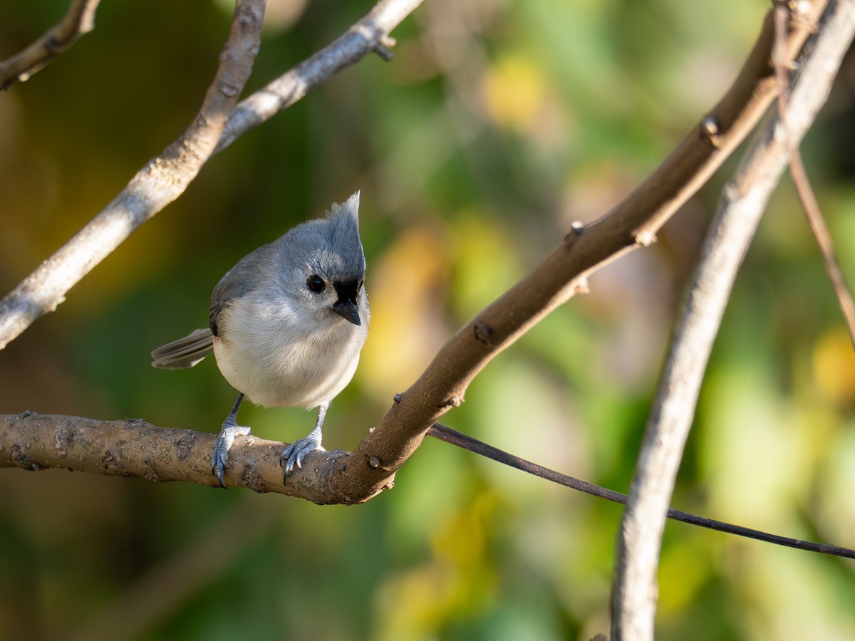 gråduskmeis - ML644560192