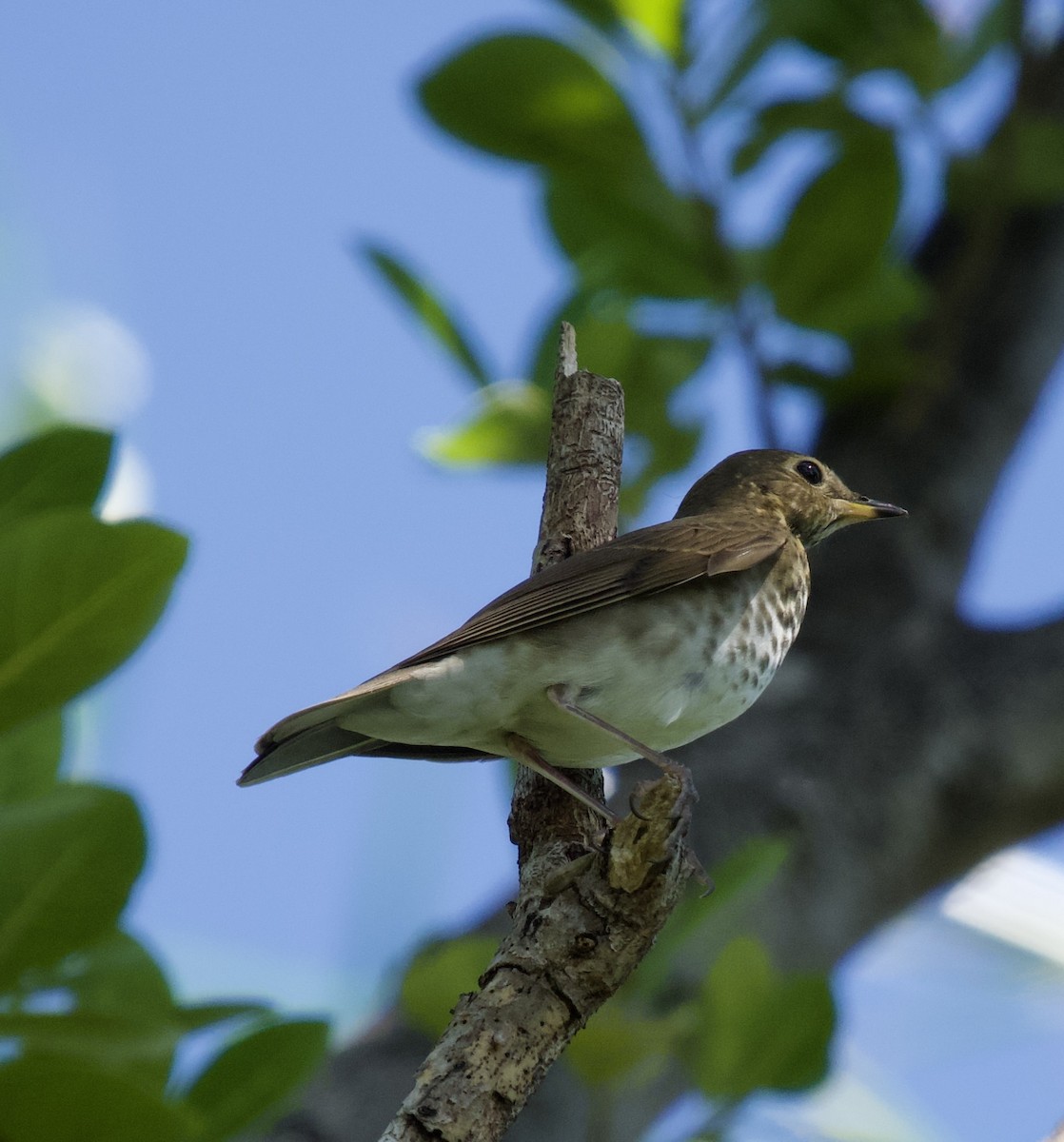 オリーブチャツグミ - ML644560193