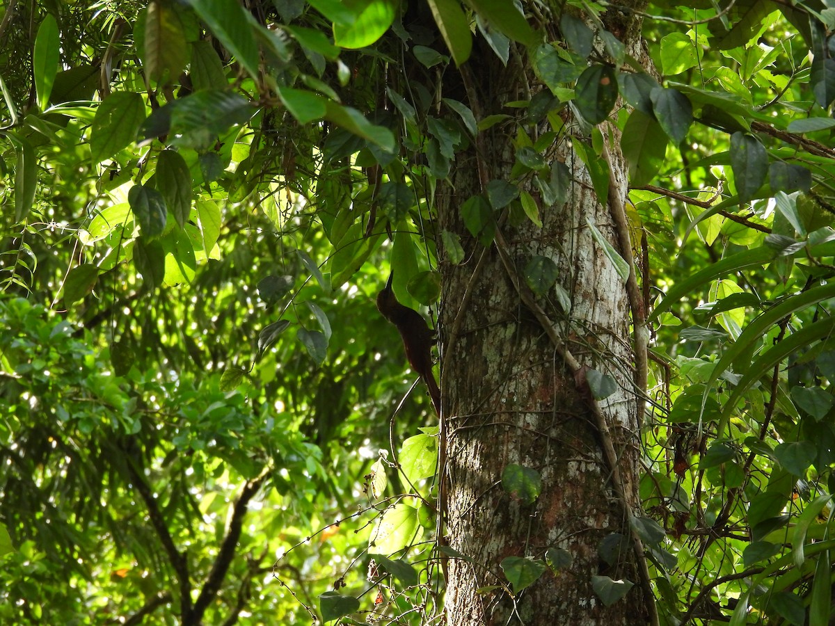 Northern Barred-Woodcreeper - ML644560199