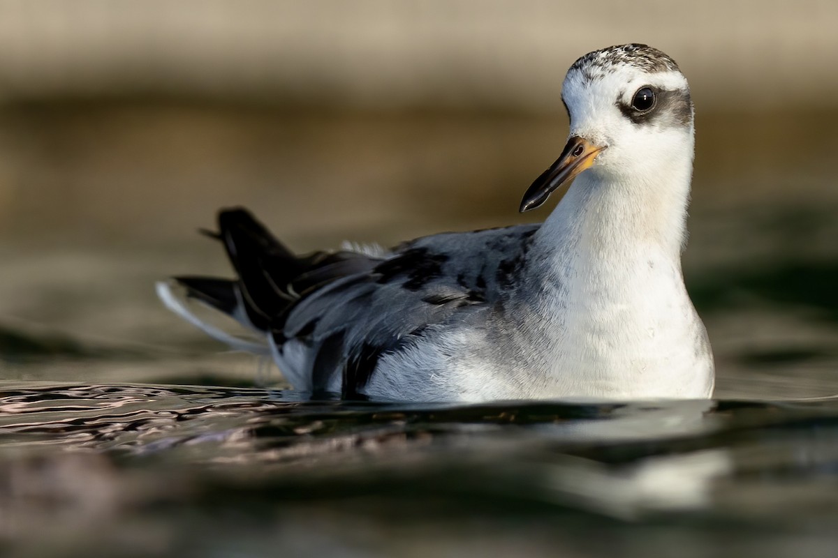 Плавунець плоскодзьобий - ML644560202