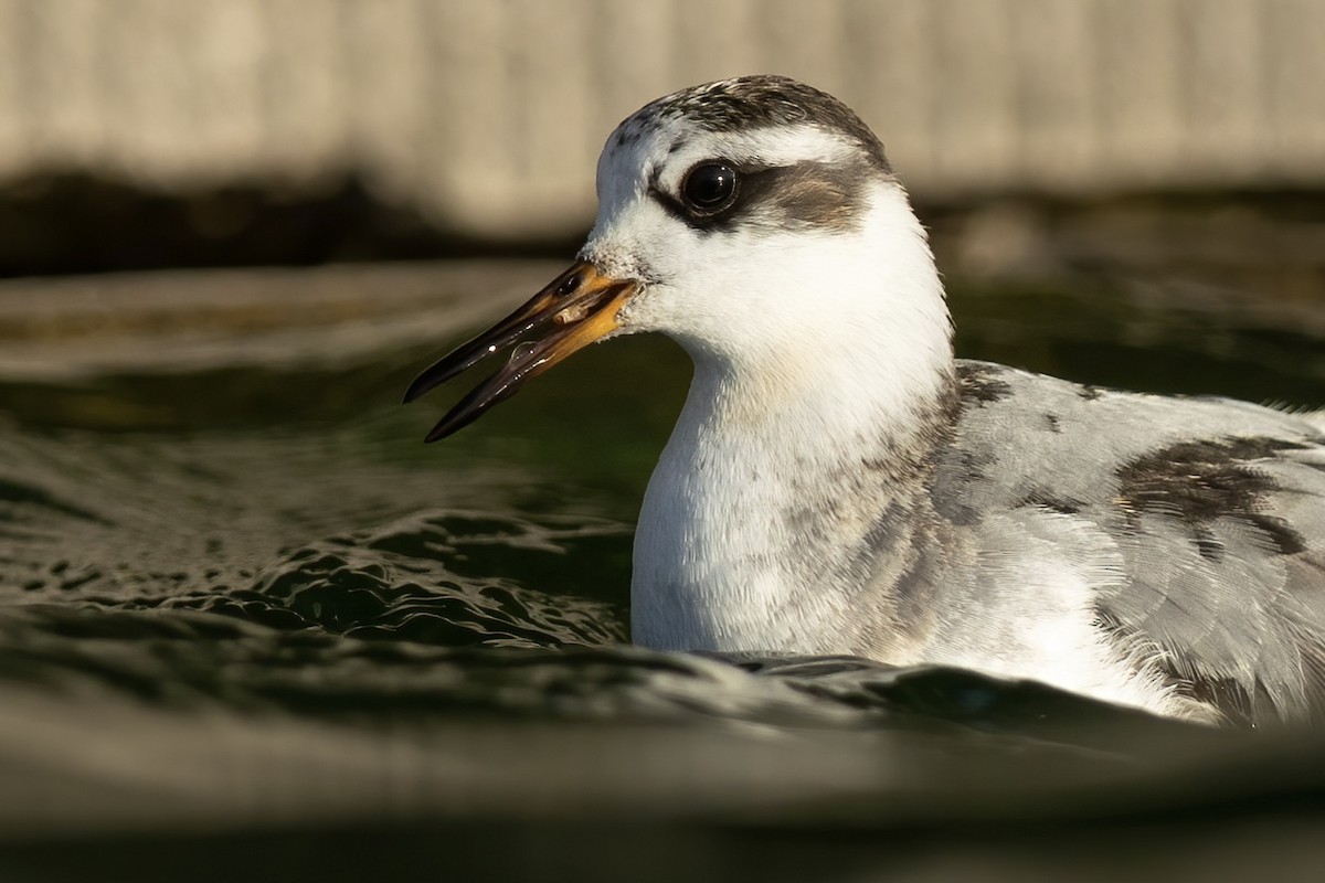 Плавунець плоскодзьобий - ML644560203