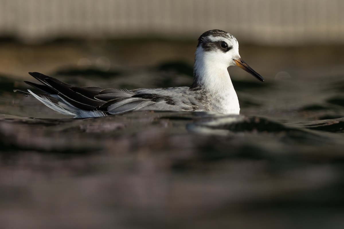 Плавунець плоскодзьобий - ML644560204