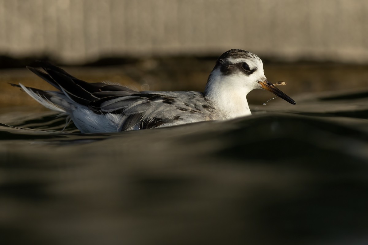 Плавунець плоскодзьобий - ML644560205