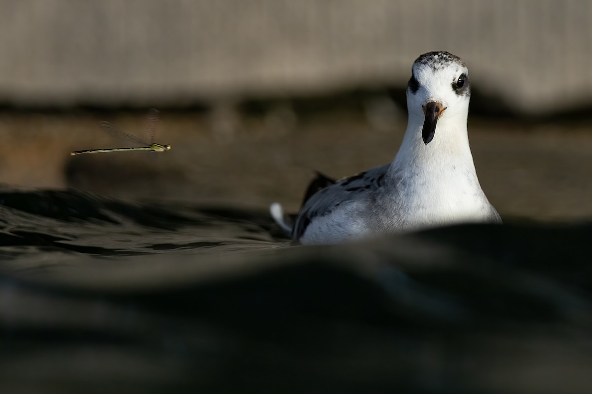 Плавунець плоскодзьобий - ML644560206