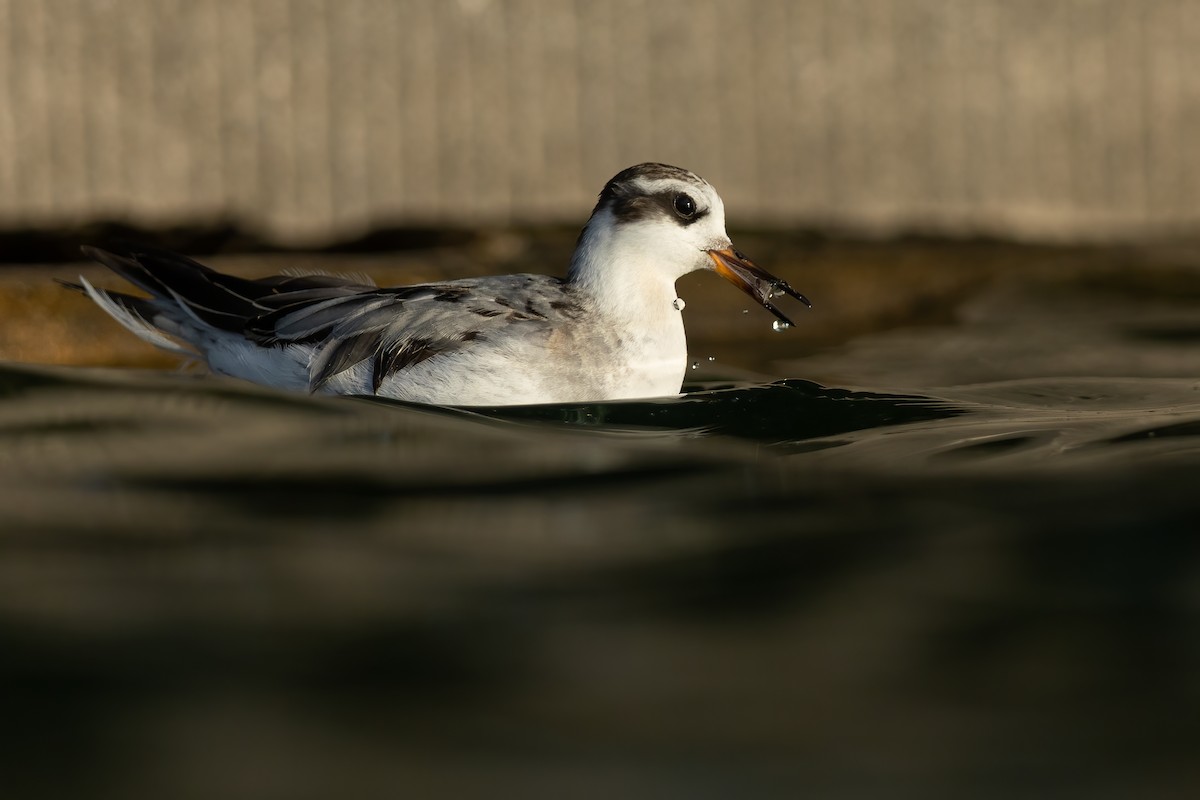 Плавунець плоскодзьобий - ML644560207