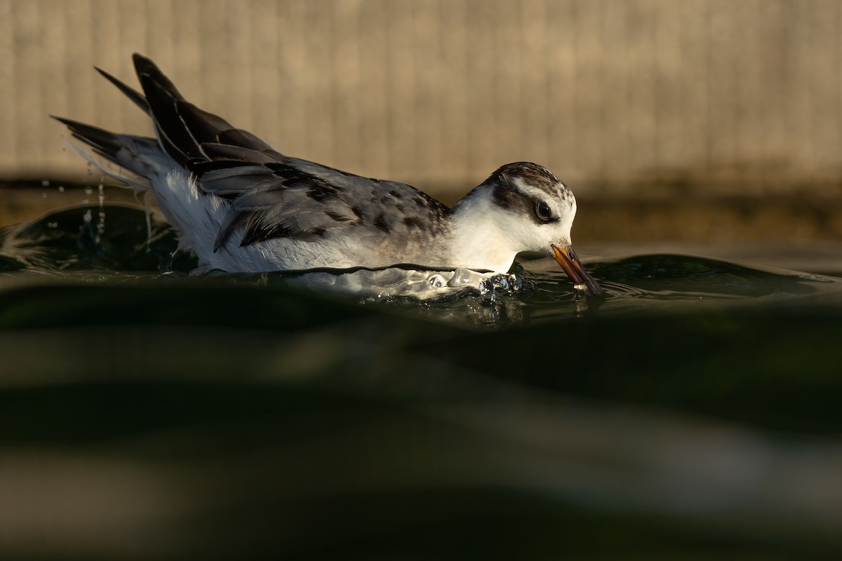 Плавунець плоскодзьобий - ML644560208