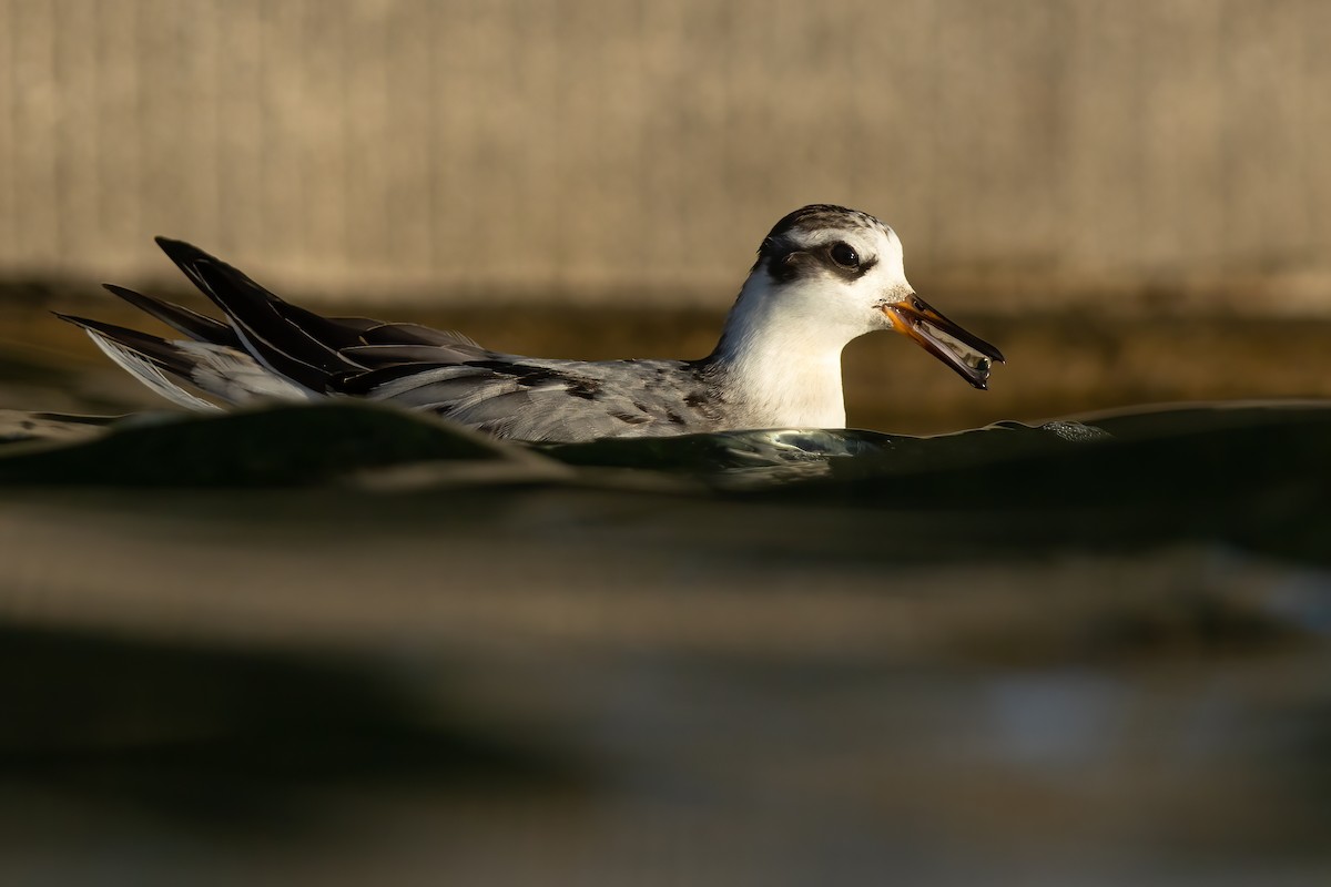 Плавунець плоскодзьобий - ML644560209