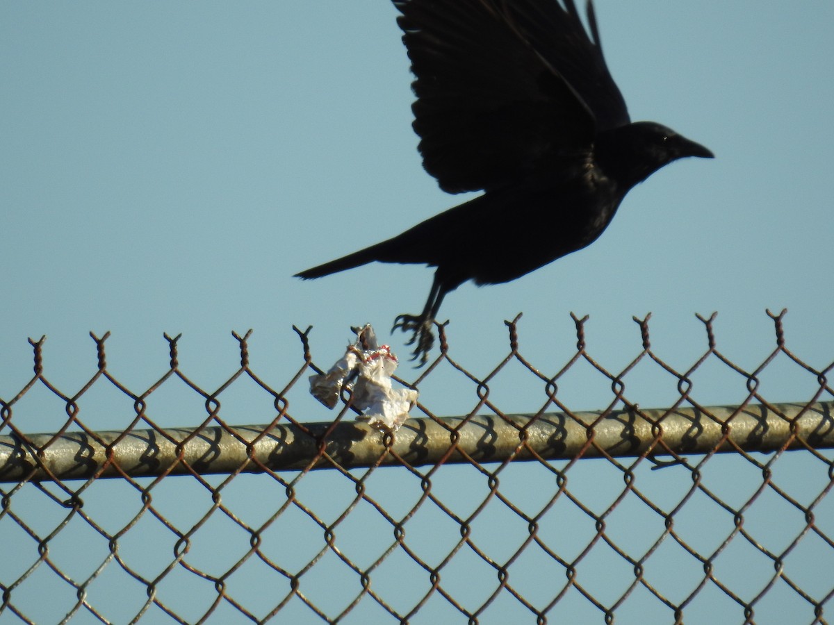 ウオガラス - ML644560224