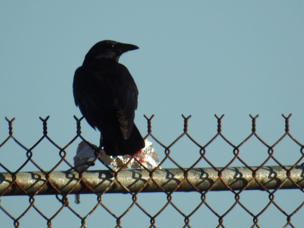 ウオガラス - ML644560225