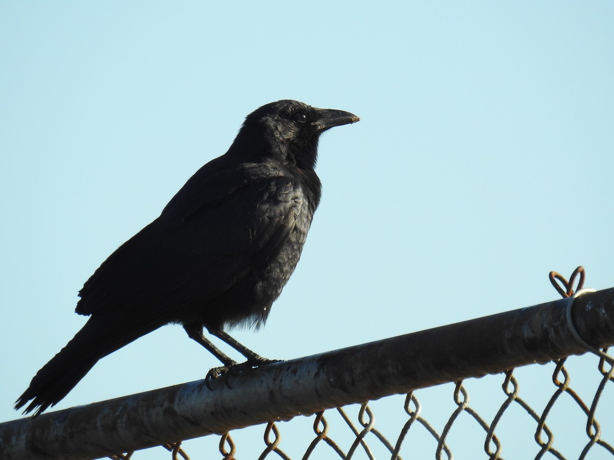 ウオガラス - ML644560226