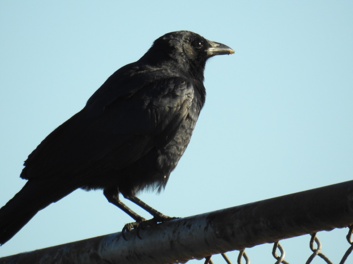 ウオガラス - ML644560227