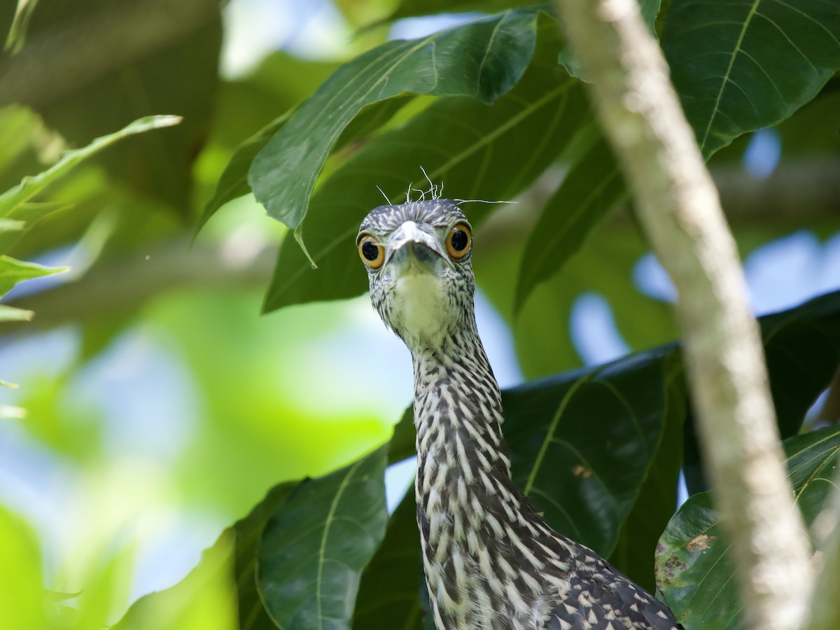 gulkronehegre - ML644560230