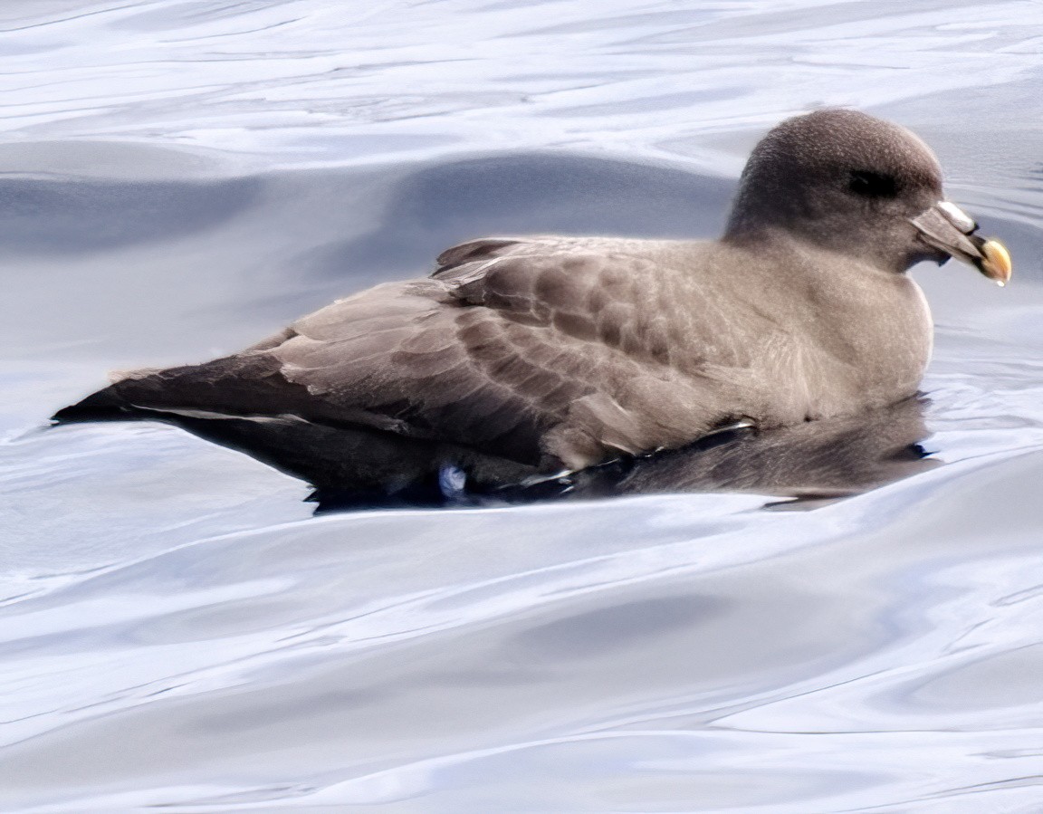Буревісник кочівний - ML644560231
