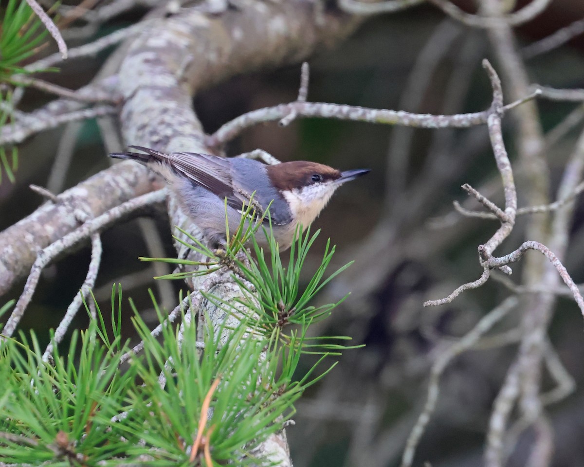 Brown-headed Nuthatch - ML644560237
