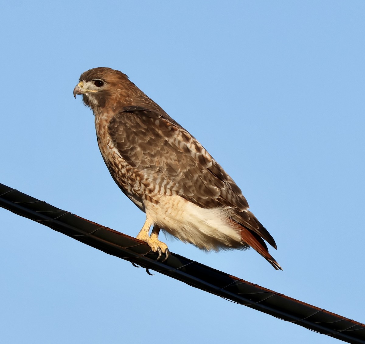 Канюк неоарктичний - ML644560242