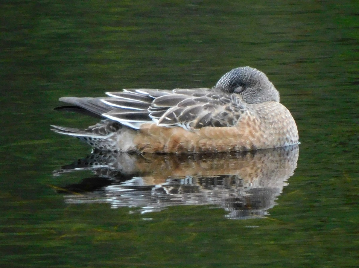 American Wigeon - ML644560251