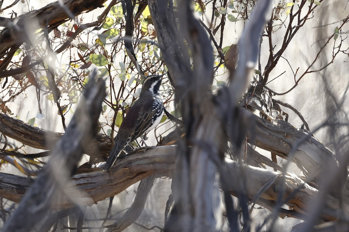 クリゴシウズラチメドリ - ML644560257