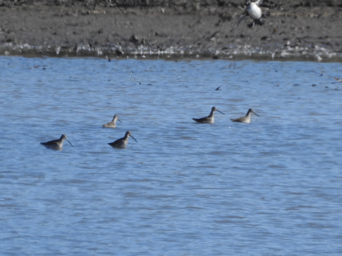 Long-billed Dowitcher - ML644560259