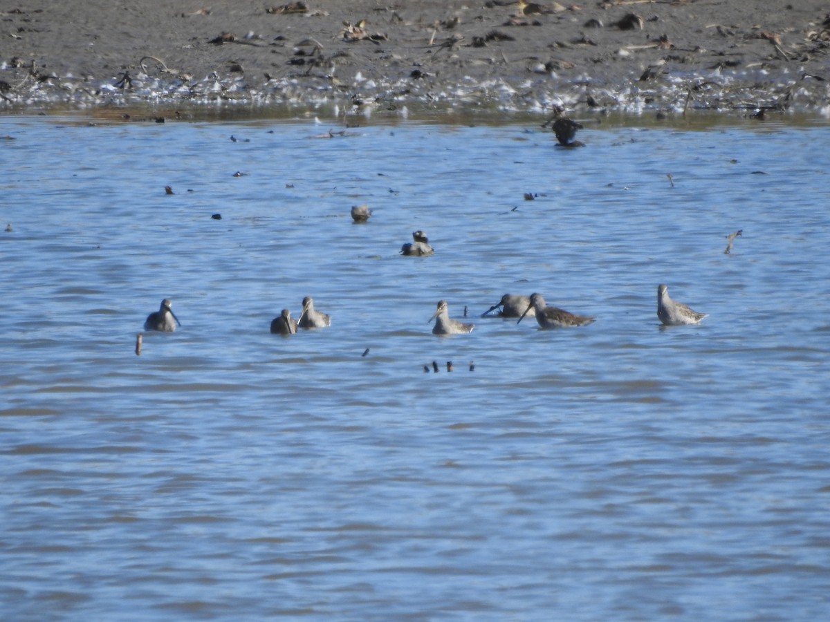 Long-billed Dowitcher - ML644560260