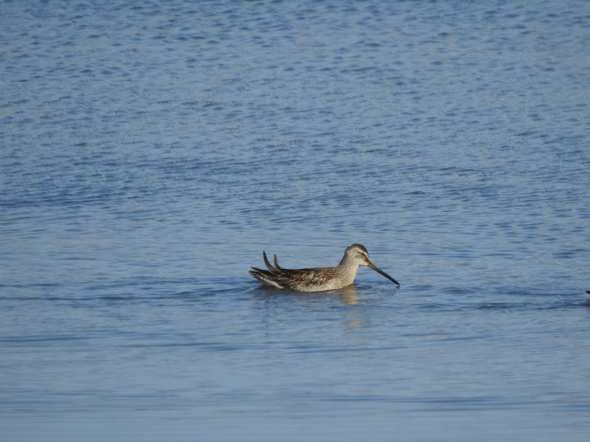 Long-billed Dowitcher - ML644560261