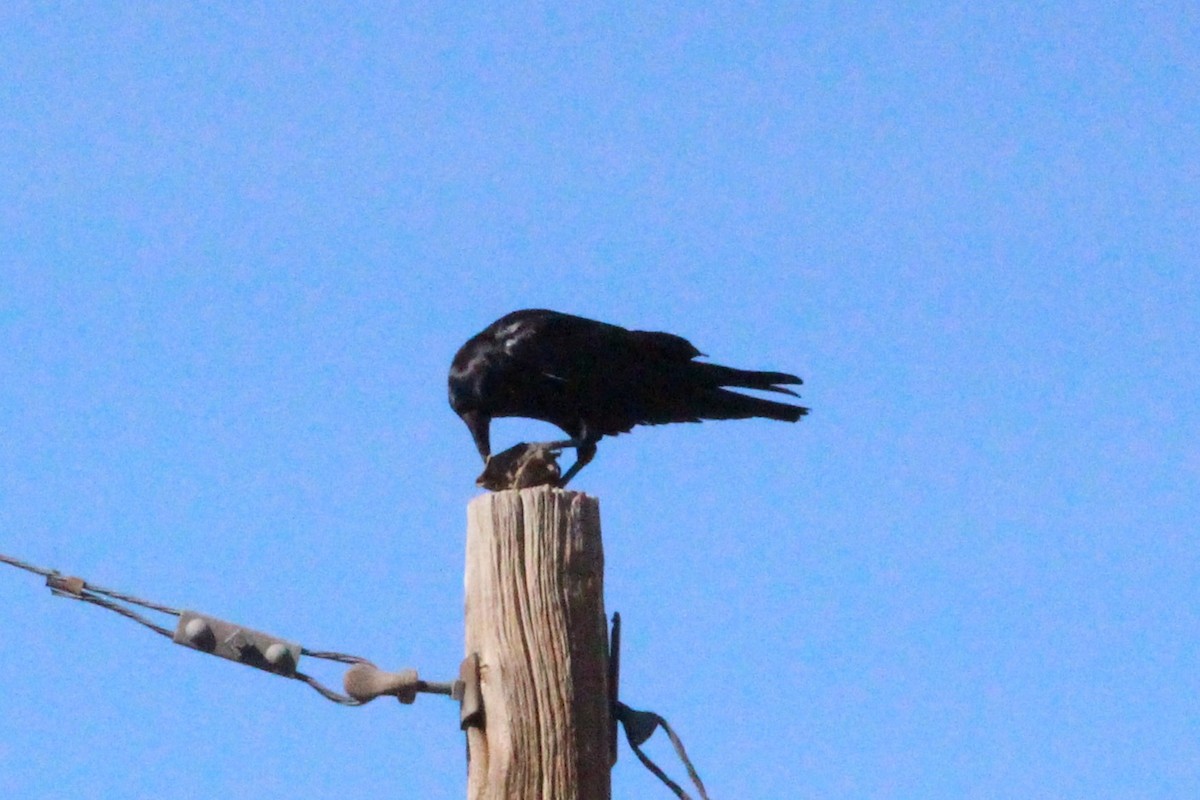Common Raven - ML644560264