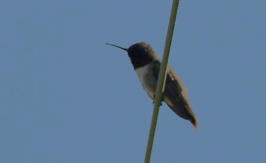 Black-chinned Hummingbird - ML644560265