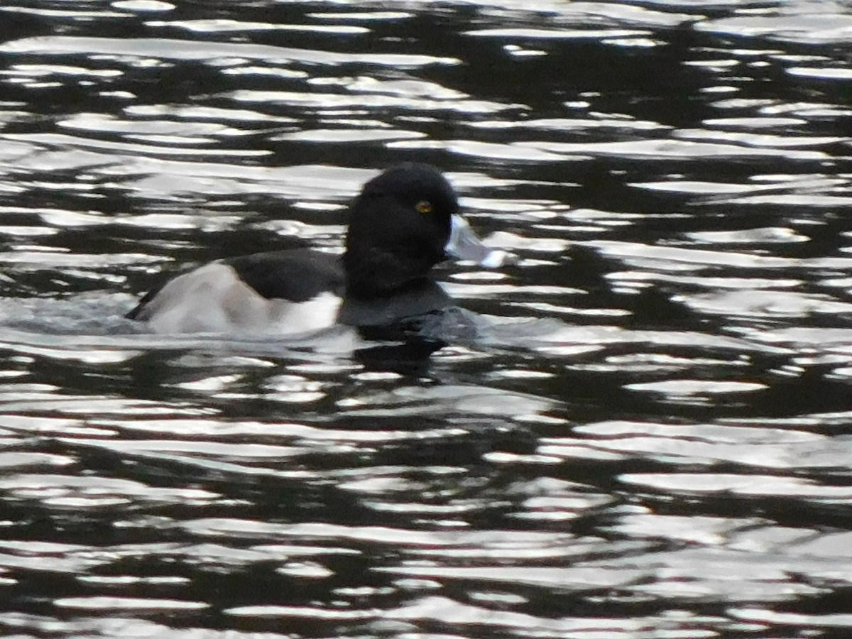 Ring-necked Duck - ML644560271