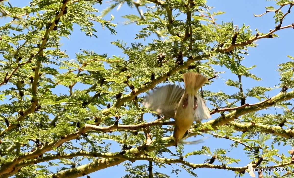 Горобцеподібні sp. - ML644560272