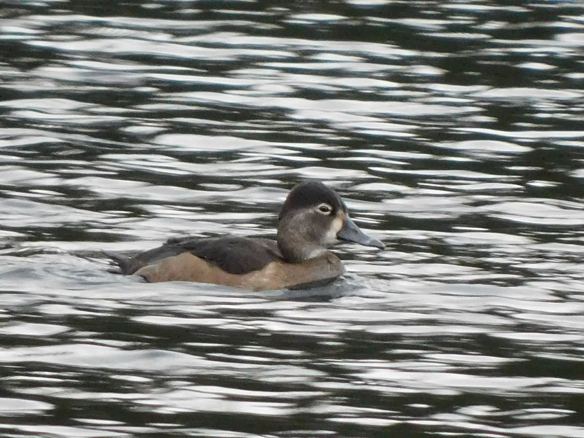 Ring-necked Duck - ML644560273