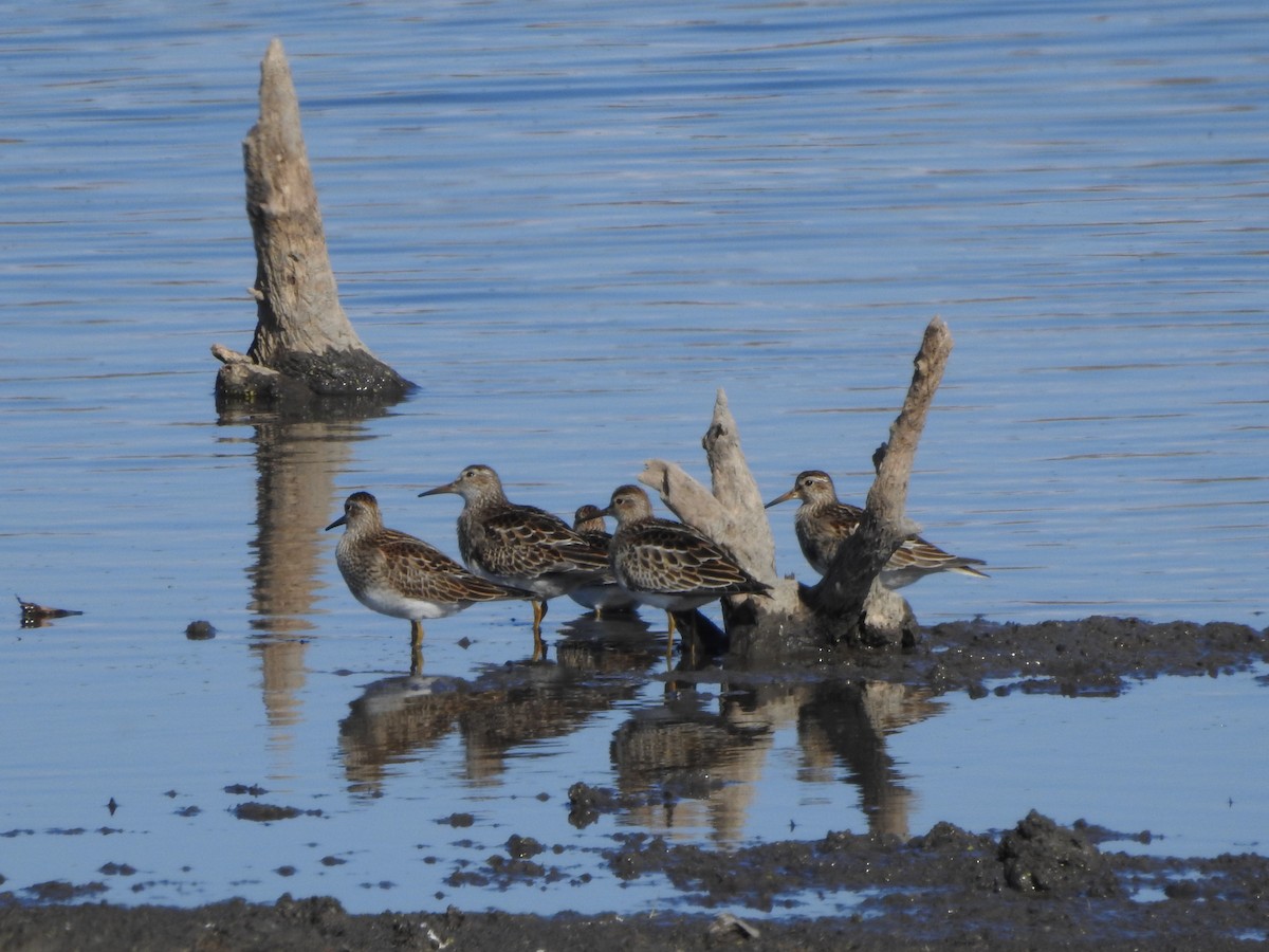 Txirri pektorala - ML644560274