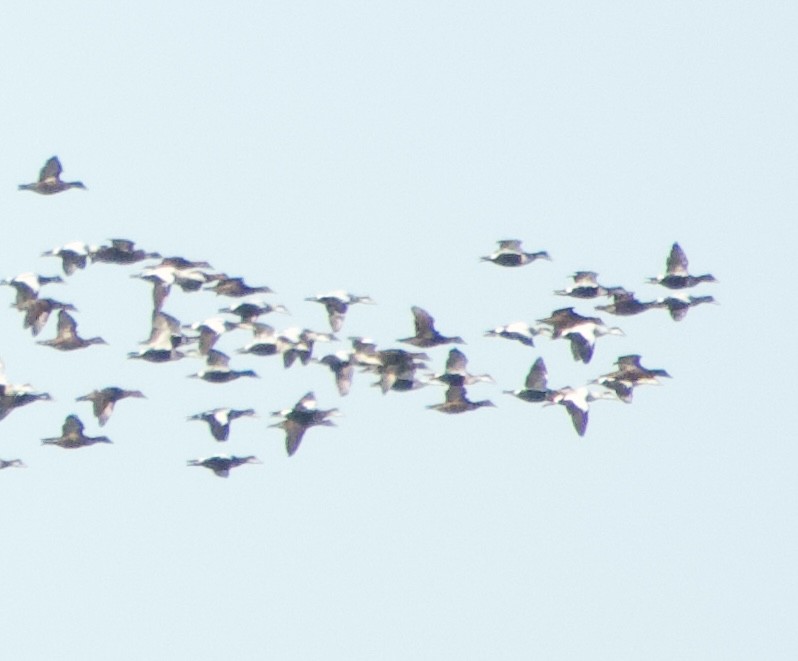 אדרית שחורת-כיפה - ML644560275