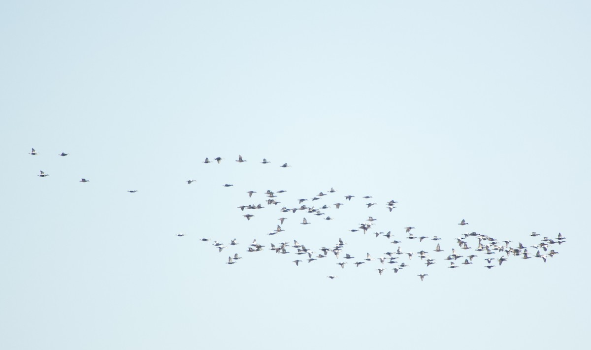 אדרית שחורת-כיפה - ML644560276