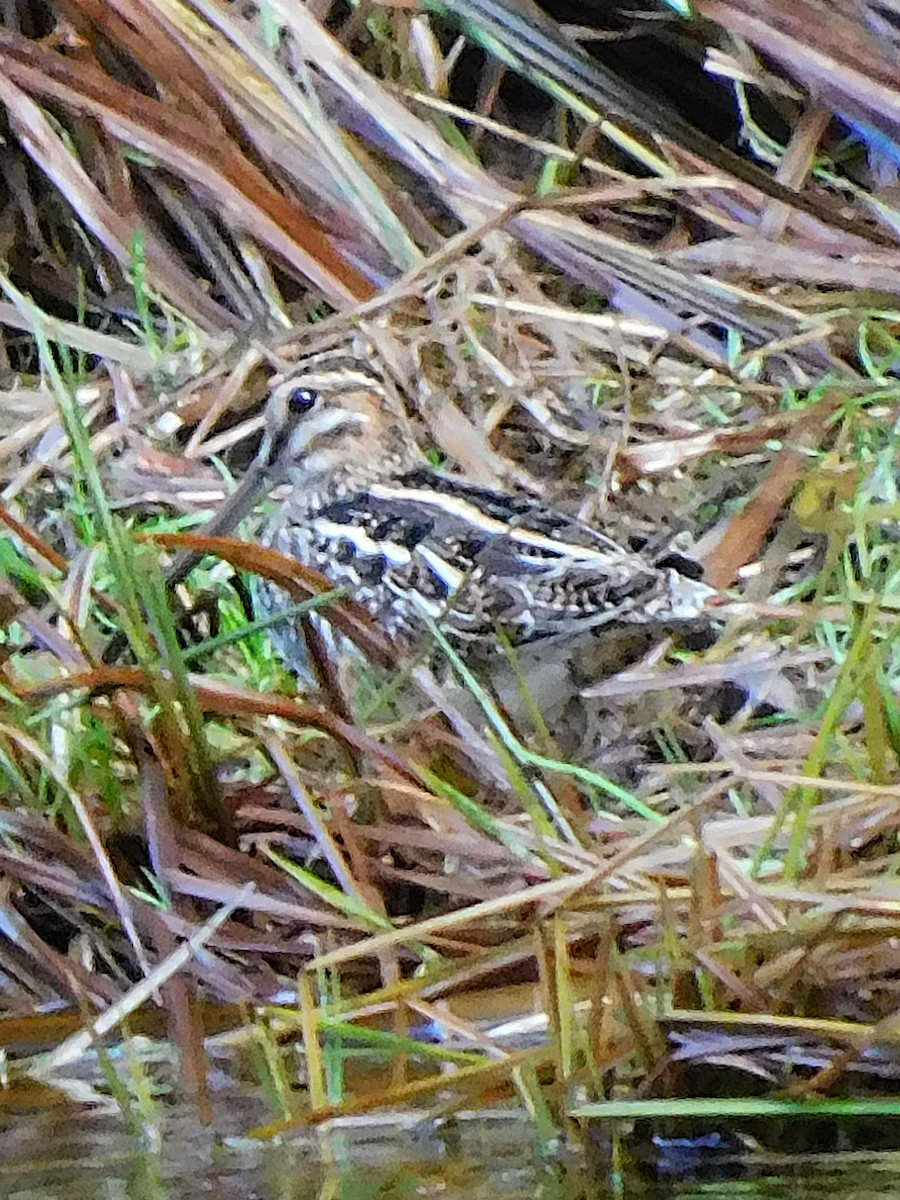 Wilson's Snipe - ML644560280