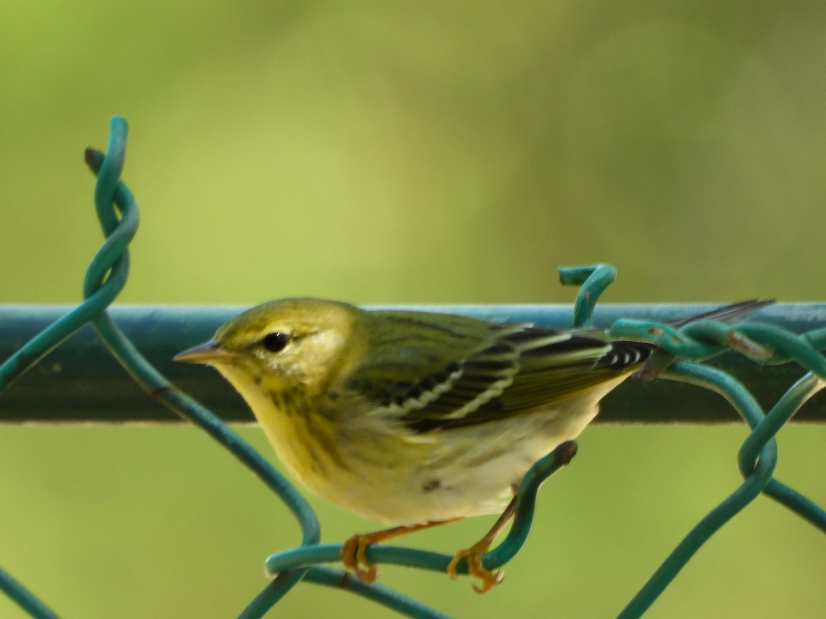 lesňáček černohlavý - ML644560281