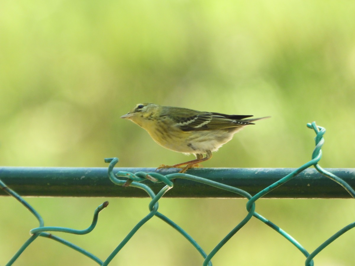 lesňáček černohlavý - ML644560282