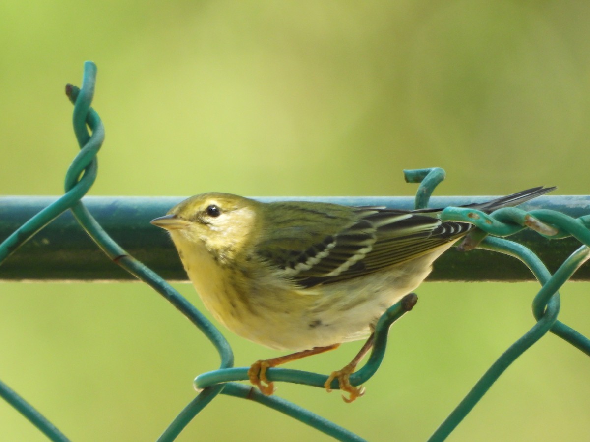 lesňáček černohlavý - ML644560283