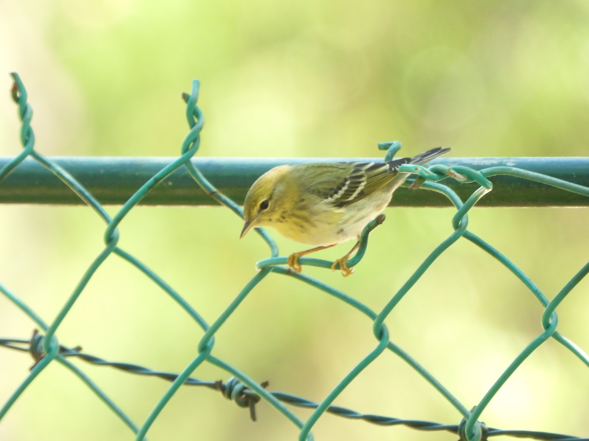 lesňáček černohlavý - ML644560284