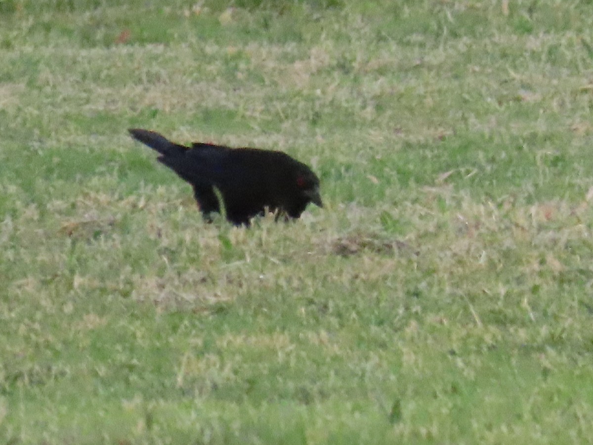 Bronzed Cowbird - ML644560285