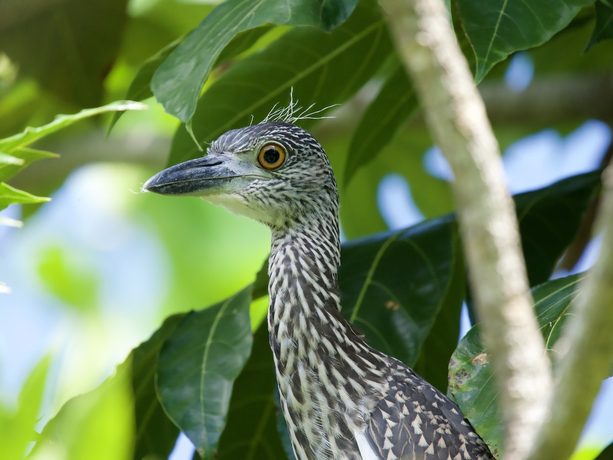 gulkronehegre - ML644560287