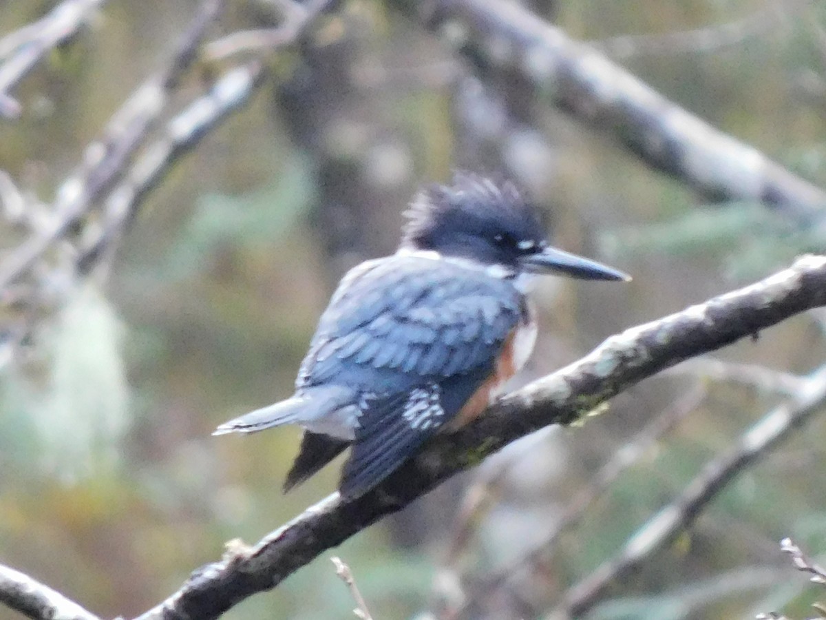 Belted Kingfisher - ML644560289