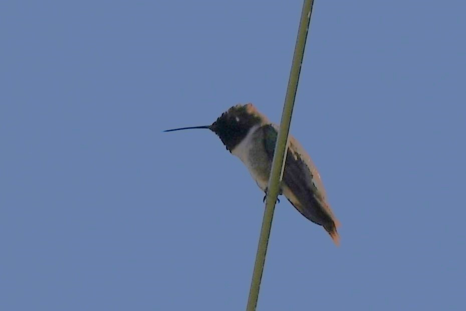Black-chinned Hummingbird - ML644560294