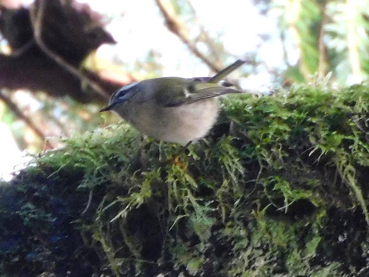 Golden-crowned Kinglet - ML644560295