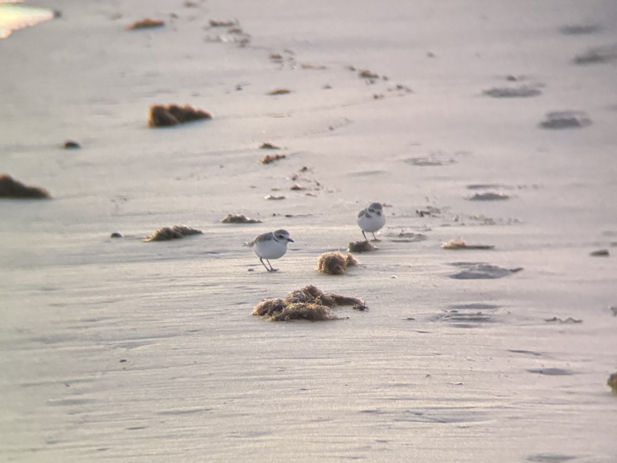 Snowy Plover - ML644560297