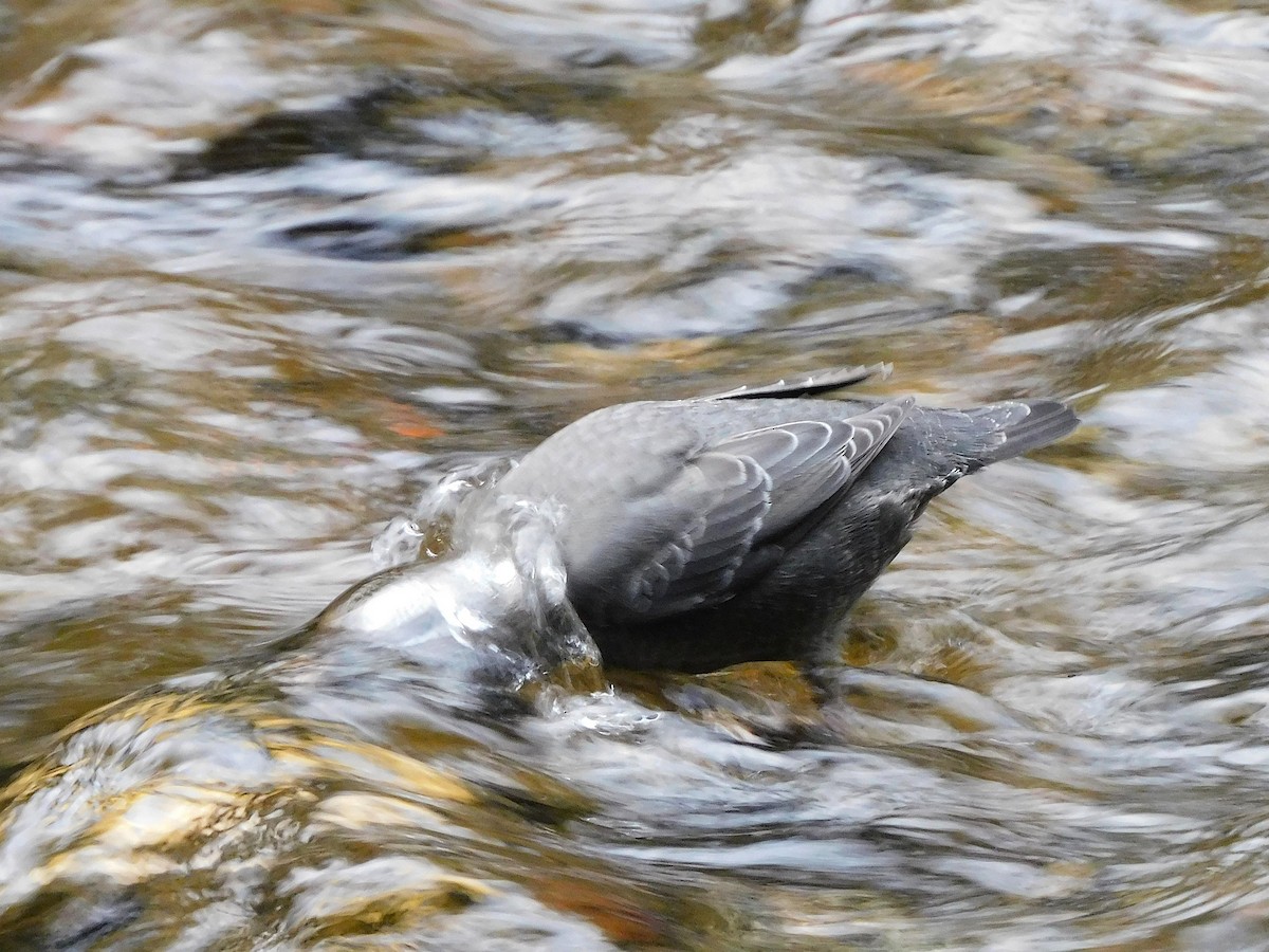 American Dipper - ML644560299
