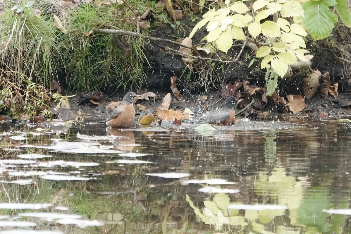 קיכלי נודד - ML644560334