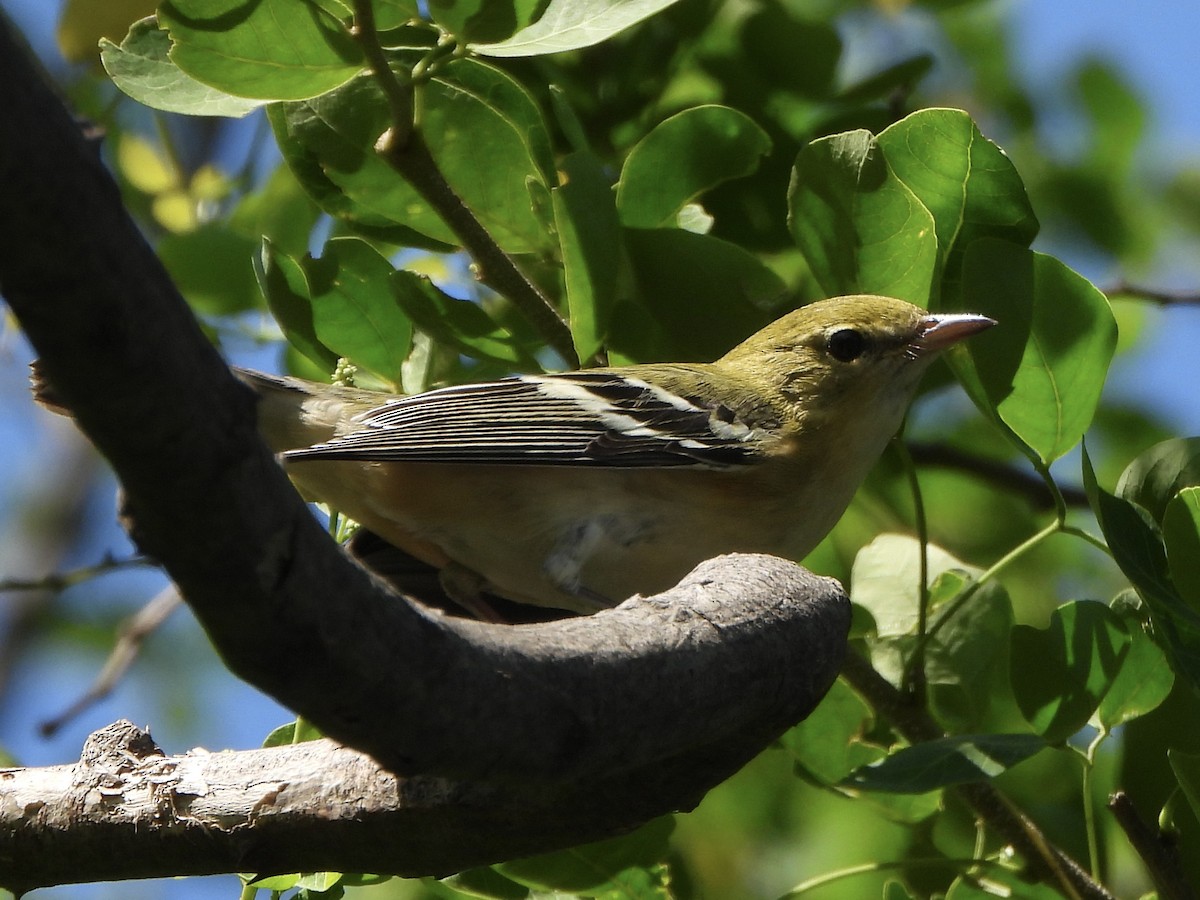 Kestane Gerdanlı Ötleğen - ML644560337